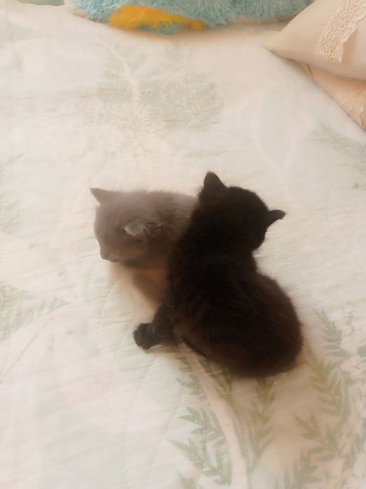 Продам катят очень красивых