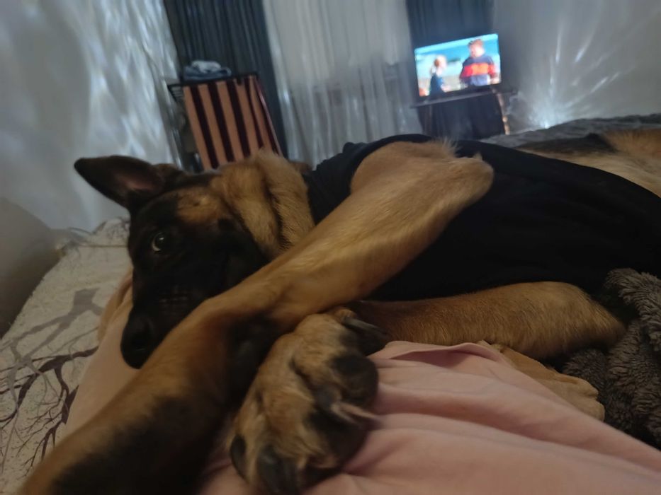 немецкая овчарка