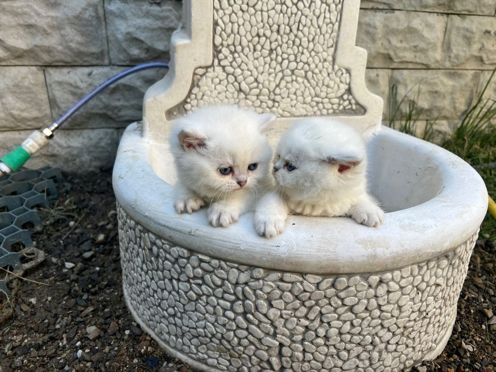 Pisicute britsh shorthair cauta stapan