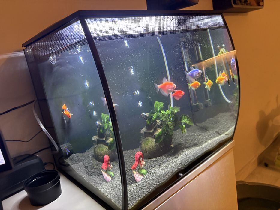 Аквариум Fluval Flex 57 +помпа+нагревател+препарати+ рибки