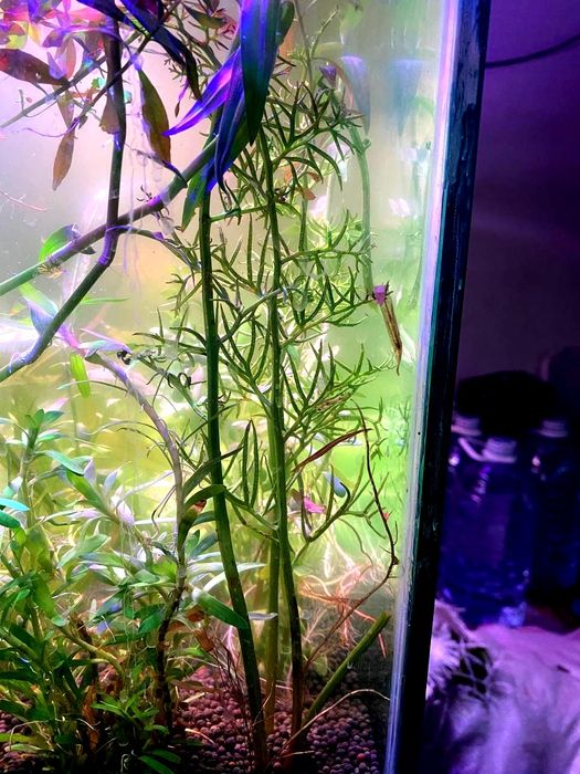 Rasteniyalar sotiladi