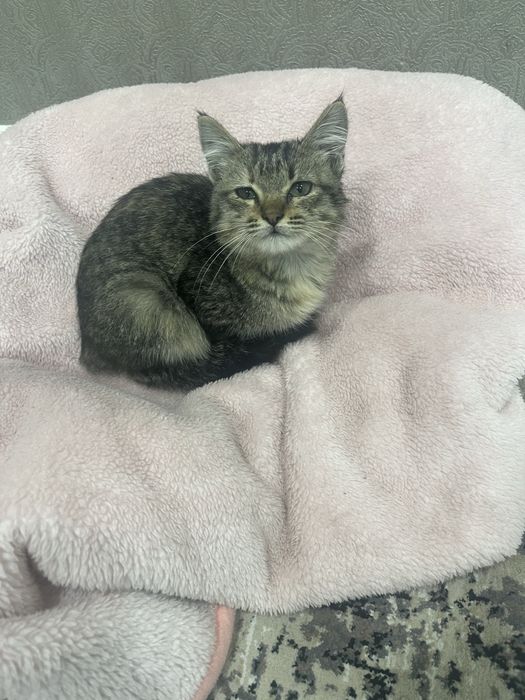 Мушукча / котенок