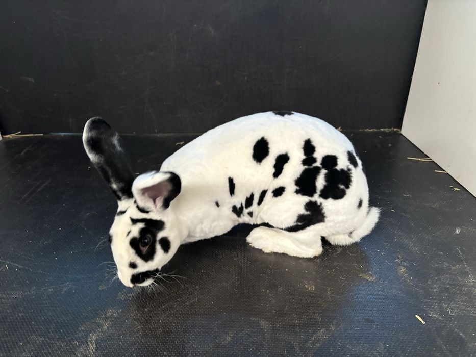 Vand femele rex dalmatian