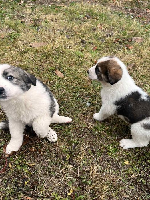 Подарявам кученца с майка от породата Рафейро де алентехо