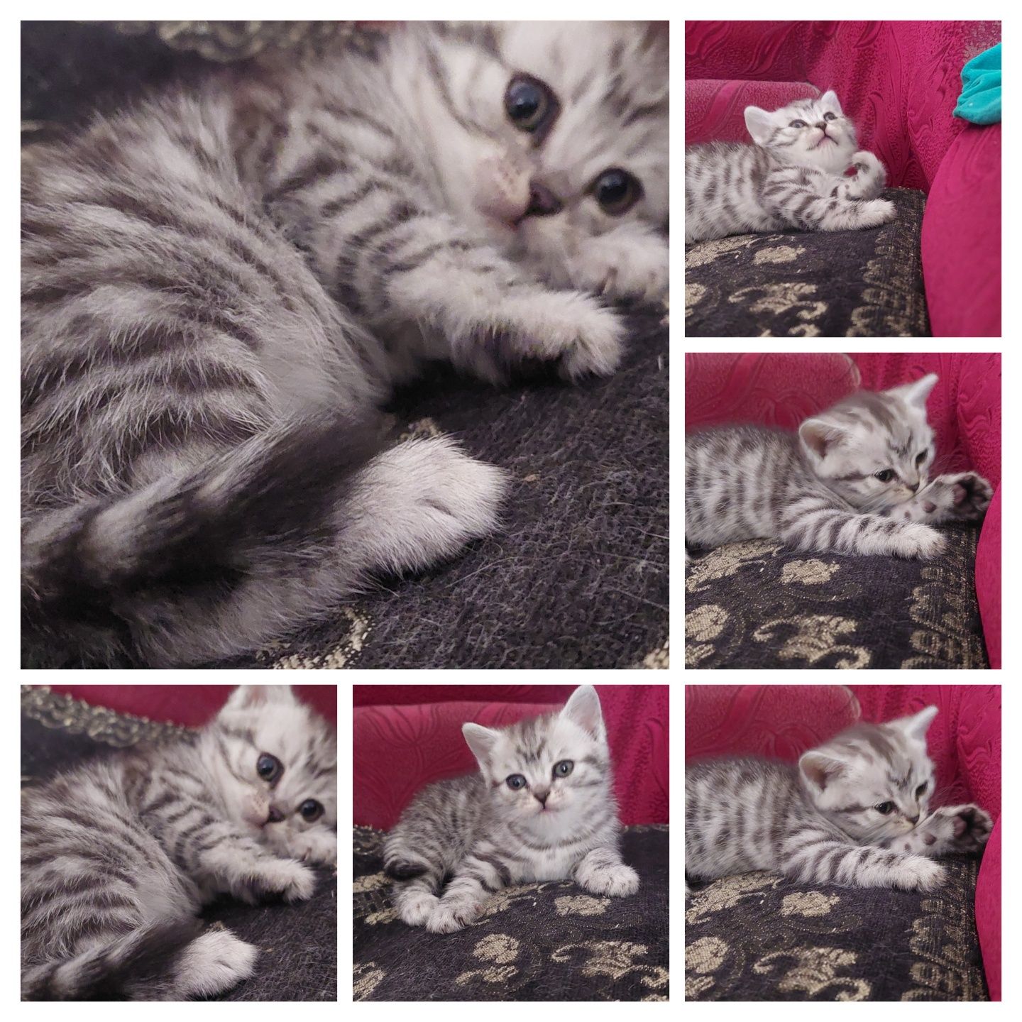 Котята британцы.г. Шымкент