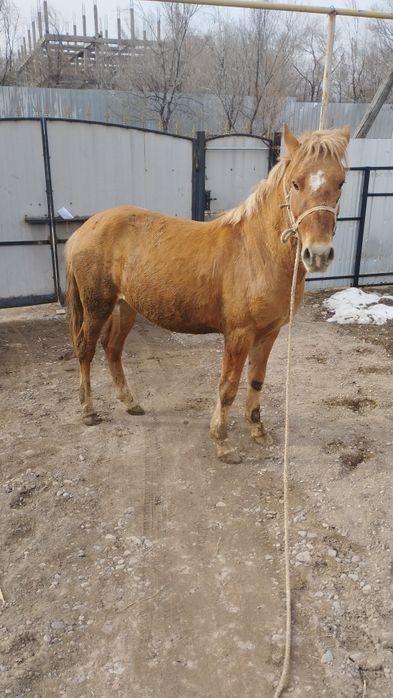 Жылқы сатылады түрген ауылында тұр