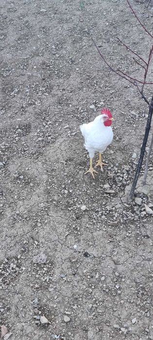 Петли бял легхорн 4 броя