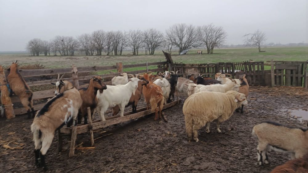 Capre tinere  bune de tinut