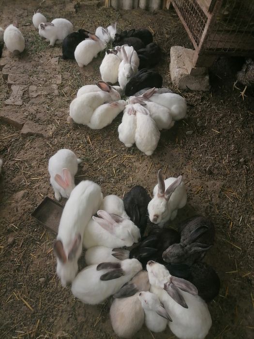 Iepuri pentru carne și de companie cap de leu