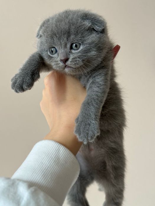 Мъжко шотландско клепоухо