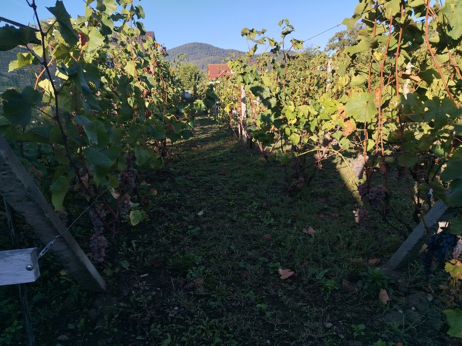 Must vin feteasca muscat viorica moldova