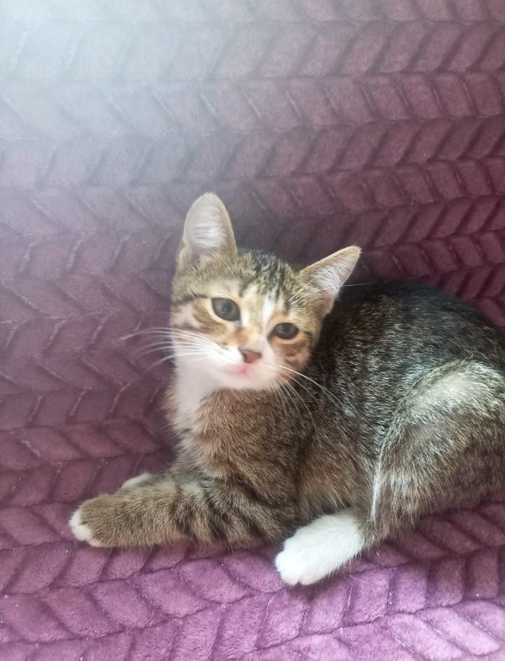 Передержка котов кошек котят