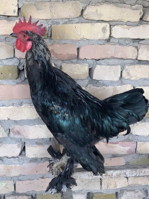 Шахарлик қора хўроз сотилади