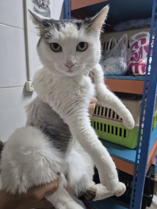 Кошечка мечтает жить дома!