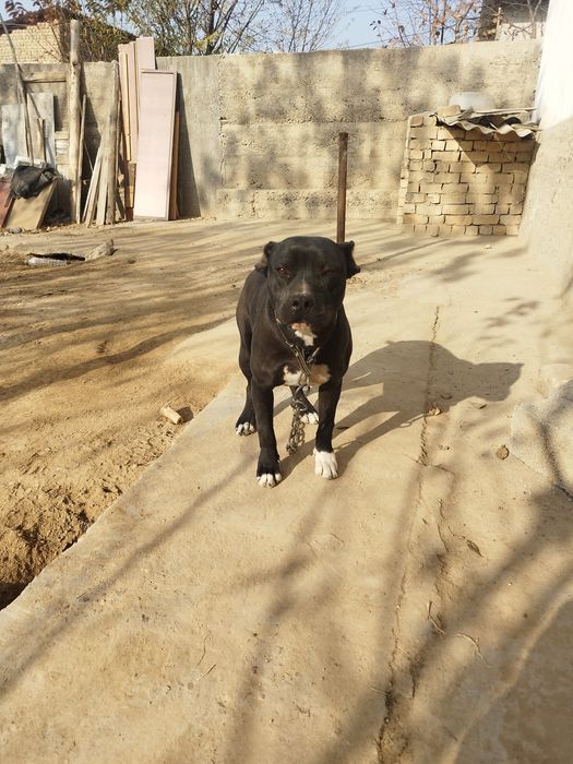 Питбулл сотилади