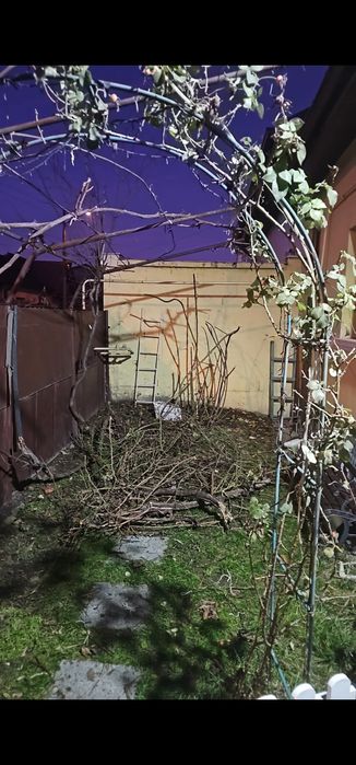 Vând arbuști mare 2 m trandafir cățărător