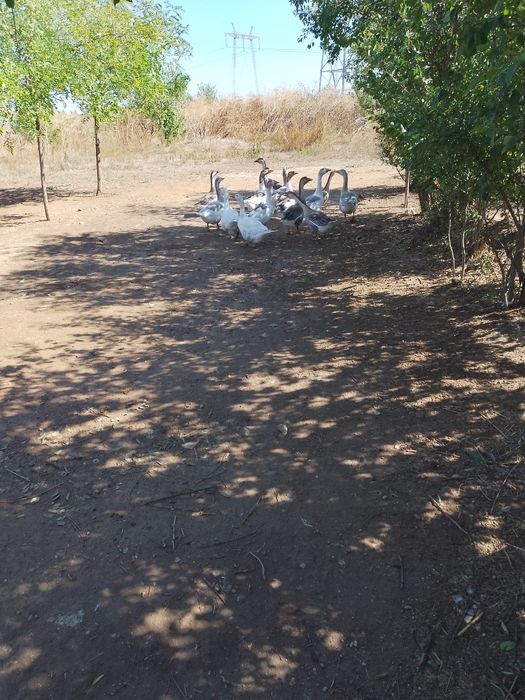 Vând gâște.      .