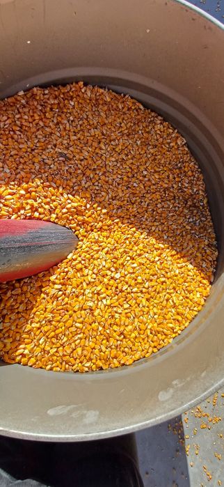 vand porumb  foarte frumos