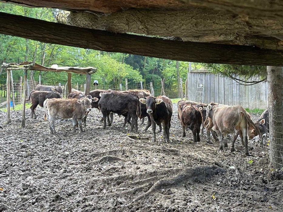 Vănd viței de diferite categorii de greutate