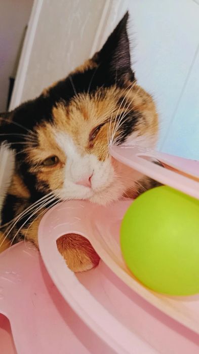 Хэппи ждёт семью. Привита.