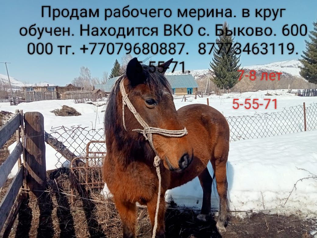 Продам рабочего коня