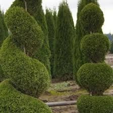 Cosmetizare fasonare scurtare pomi tuia gazon