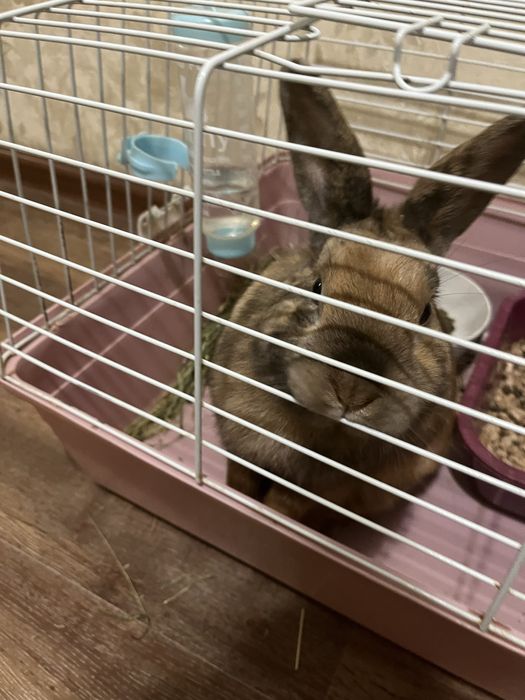 Отдам кролика в хорошие руки