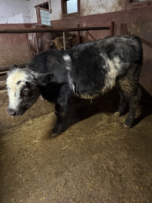 Vand doi viteii belgieni de 5 luni bucata