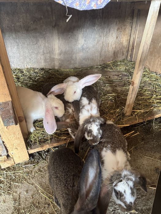 Iepuri metis de vanzare codor