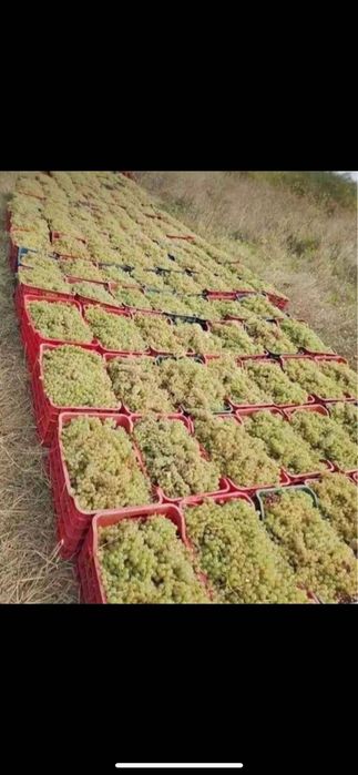 Struguri de vin la comanda