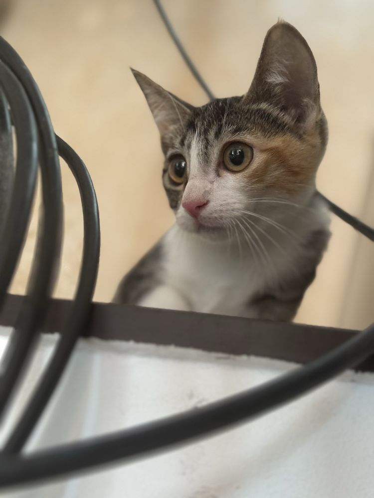 Котенок в хорошие руки