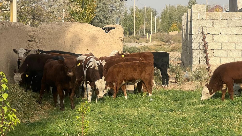 подсосы породистые 33 бас