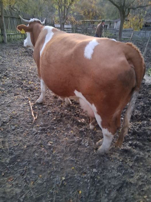 Vând vacă cu vițel