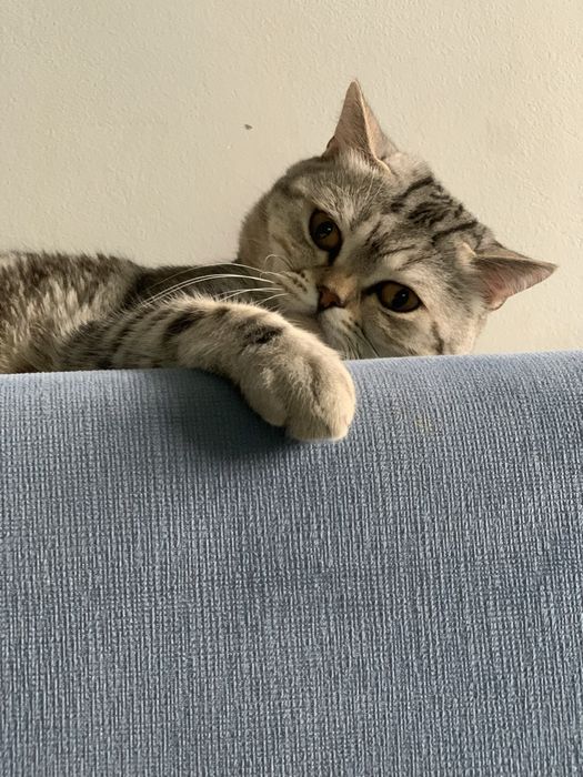 Вязка кота скотишш-страйт