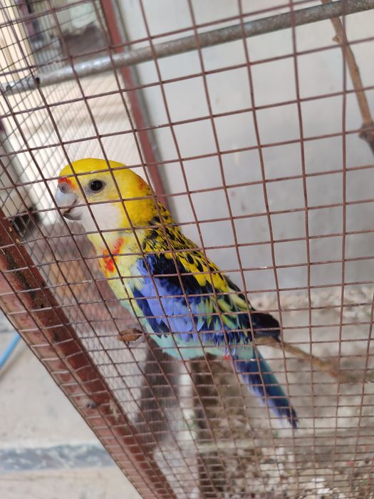 Попугай  РОЗЕЛЛА