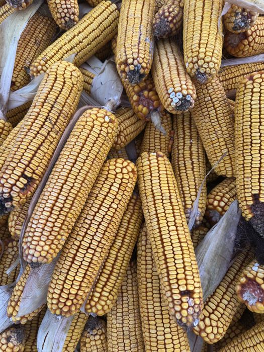 Vand porumb la stulete