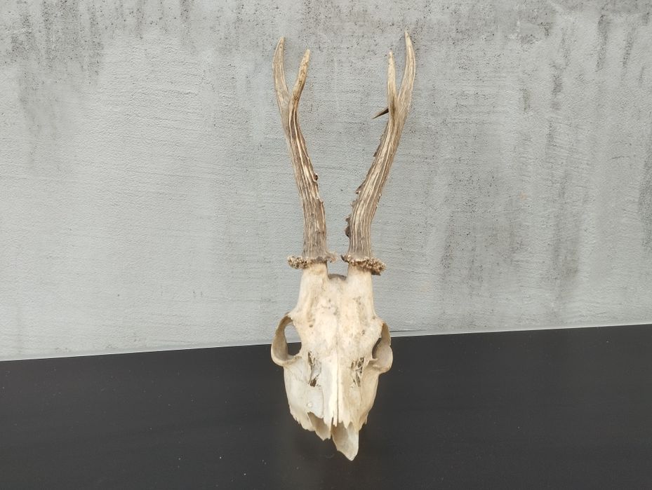 Трофей от сръндак