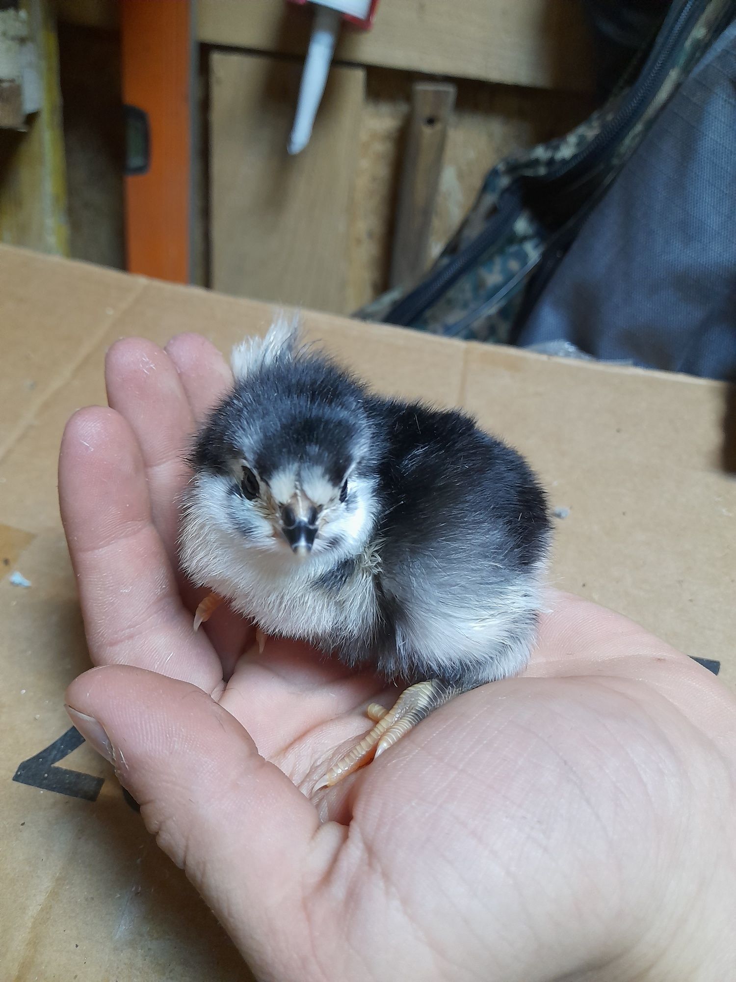 Vand pui Australorp