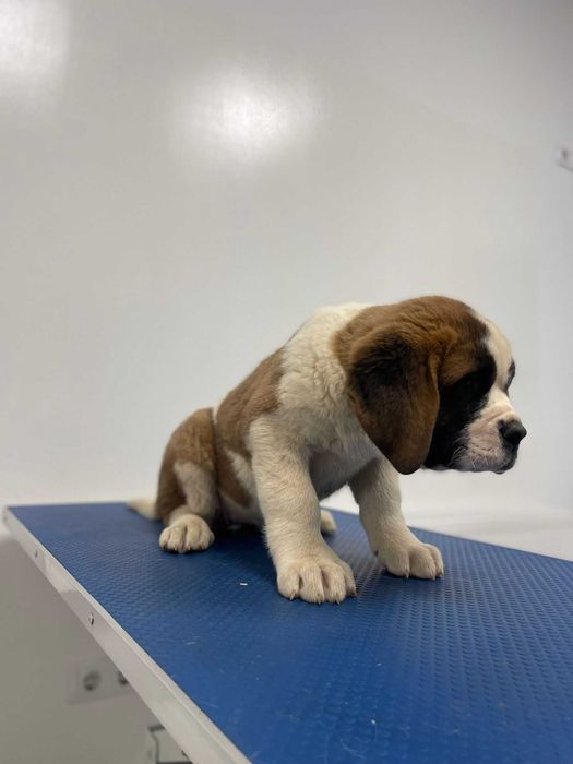 Femela Saint Bernard cu pedigree - par scurt
