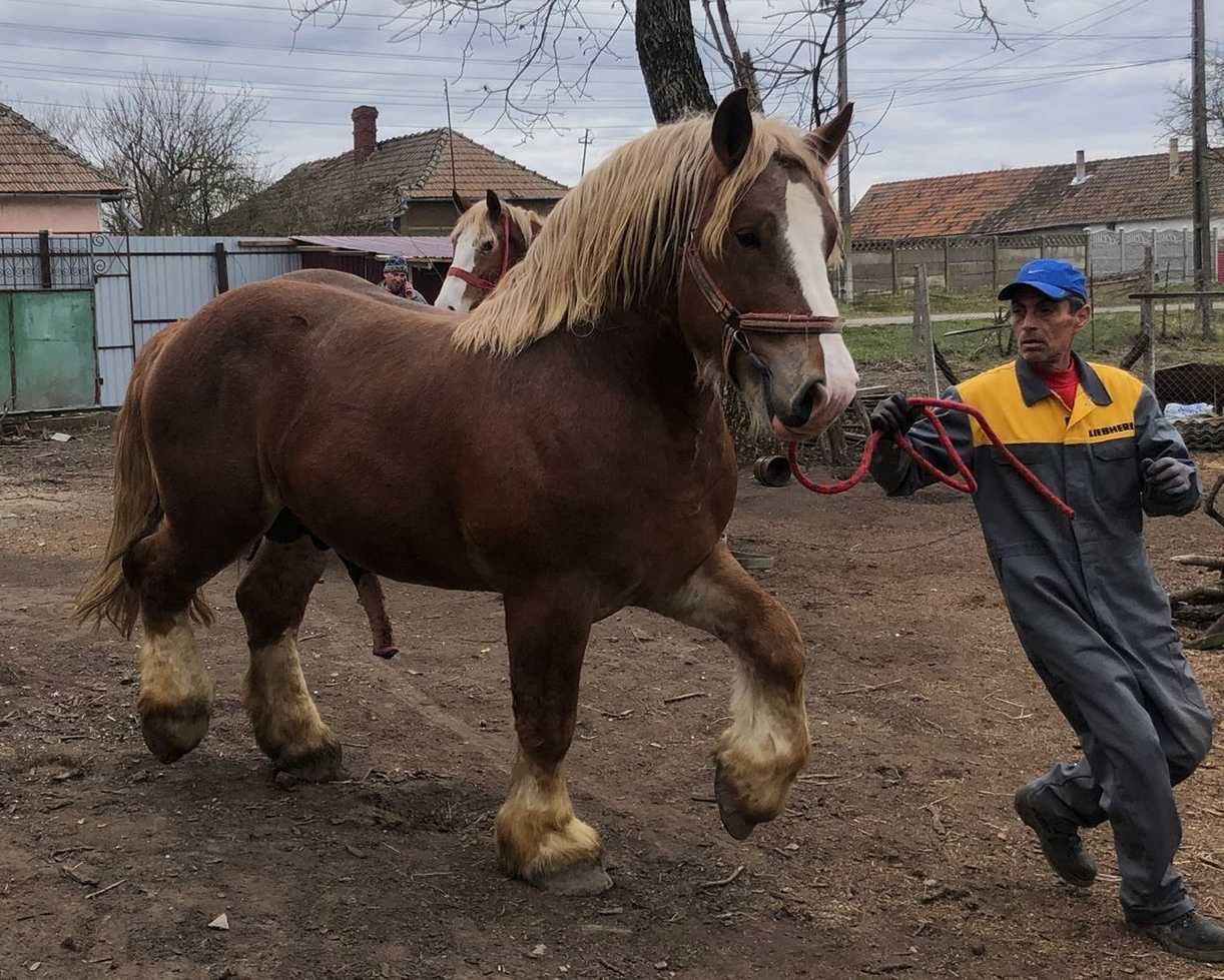 Armăsari noștri pentru monta