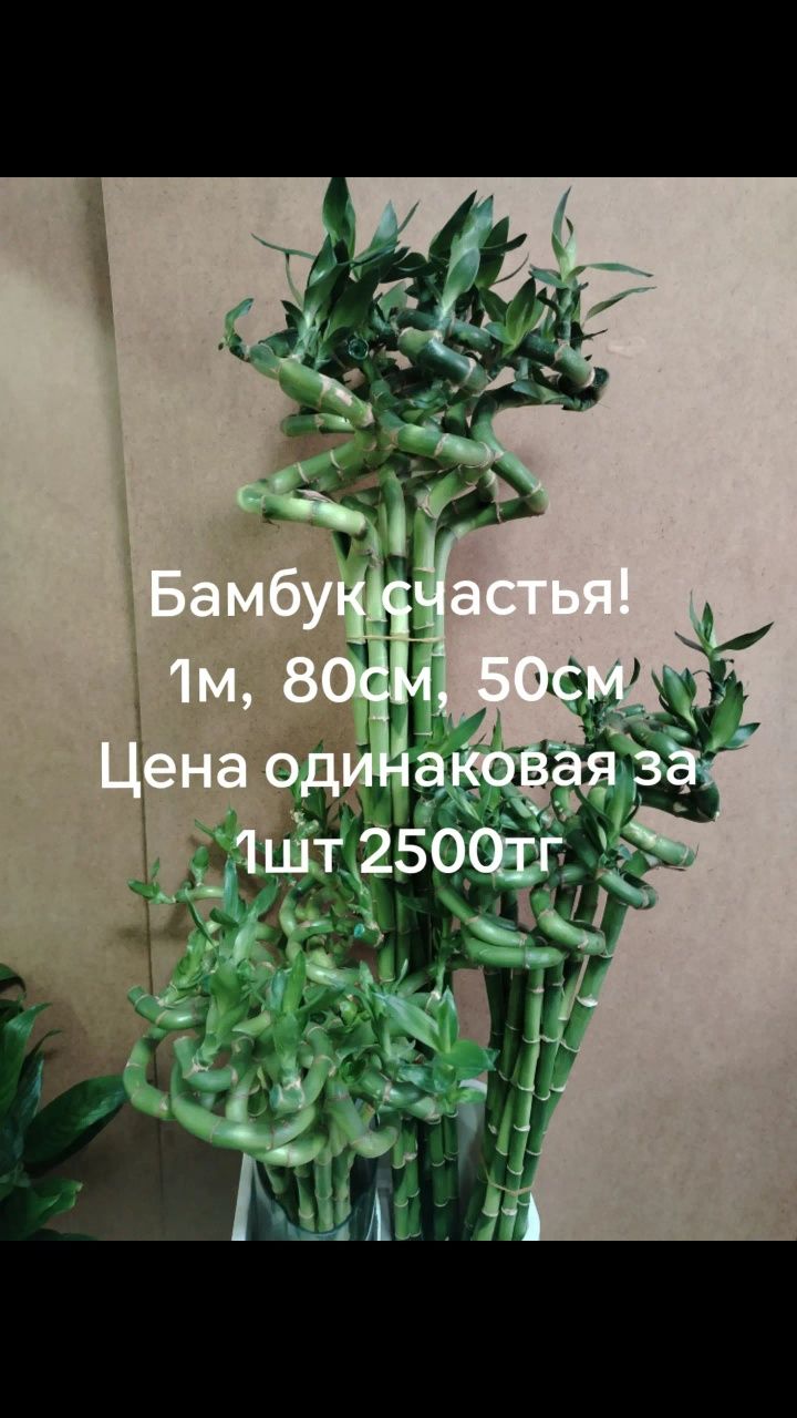 Бамбук счастья новое поступление 50,70см