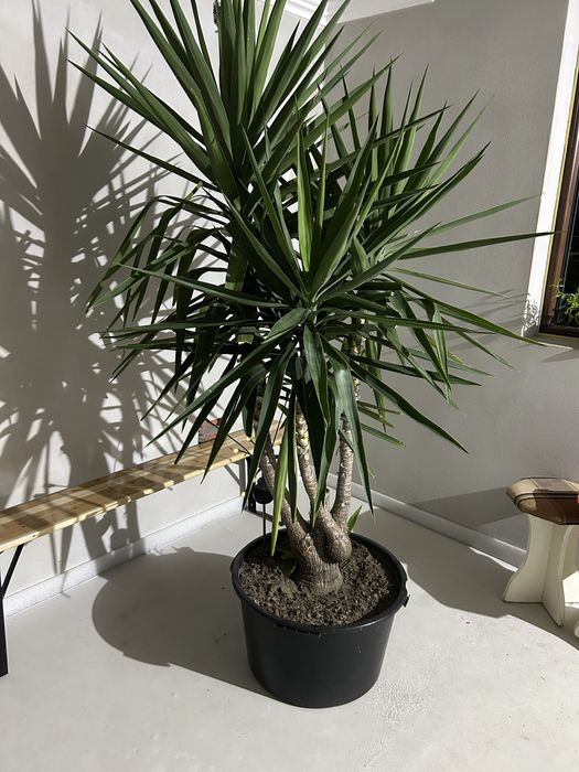 Yuca de vanzare peste 2 m inaltime.