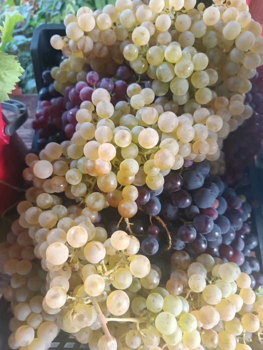 Struguri vin diferite soiuri