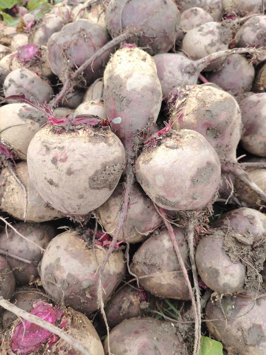 Sfeclă roșie și morcovi de vanzare