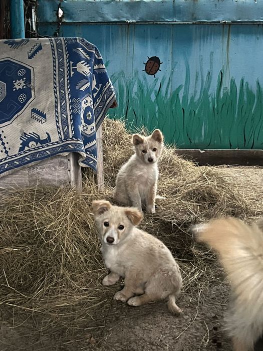 Мальчики щенята ищут дом