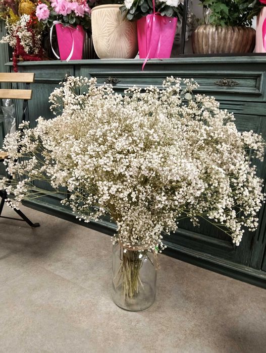 Сухи цветя гипсофил