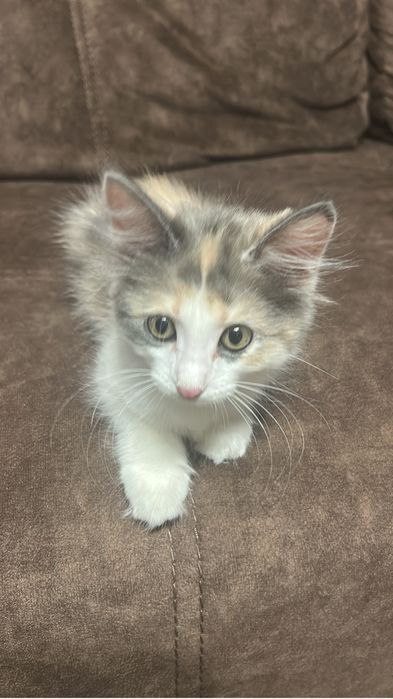 трехцветный котенок, 2 месяца