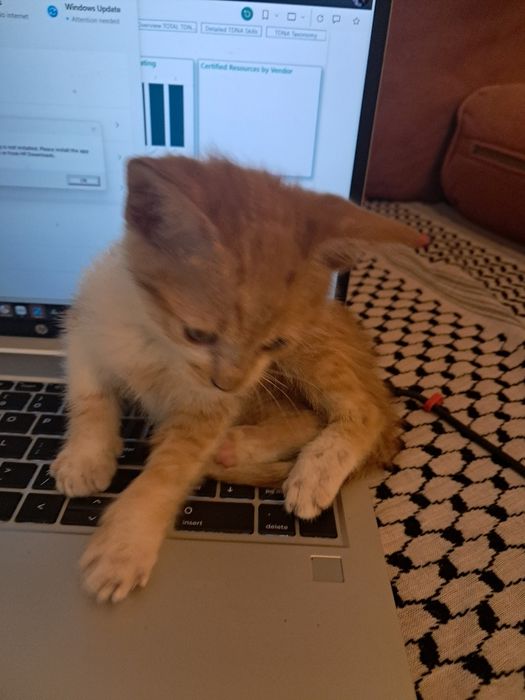 Мъжко котенце на месец и половина