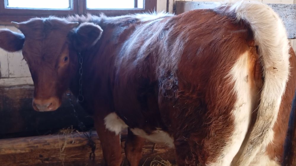Vând juncă de 1 an grasă