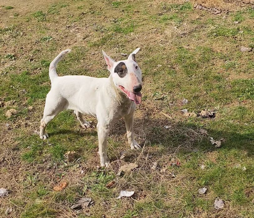 Продам собаку бультерьер